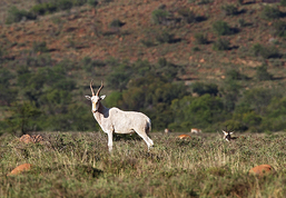 gallery-2-365-03_16_blesbok1.jpg
