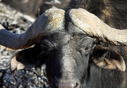 gallery-4-305-hunting-15.jpg