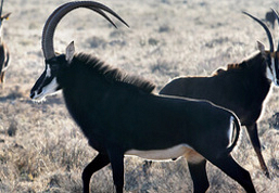 gallery-4-306-hunting-16.jpg