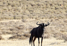 gallery-4-312-hunting-22.jpg